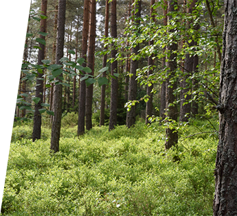 Norsk pefc skogstandard